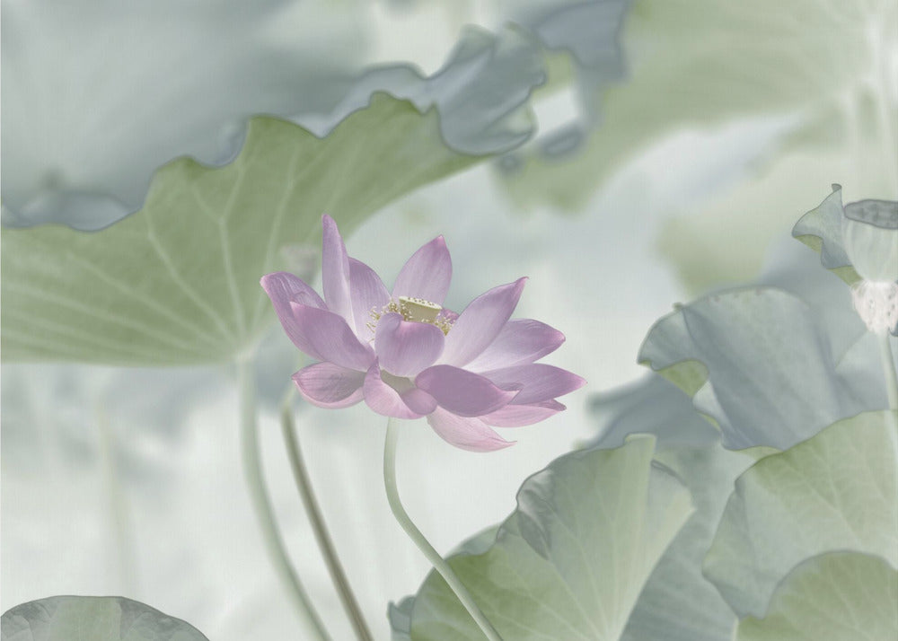 Lotus | Leinwand