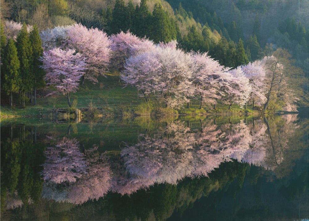 Sakura | Tapete