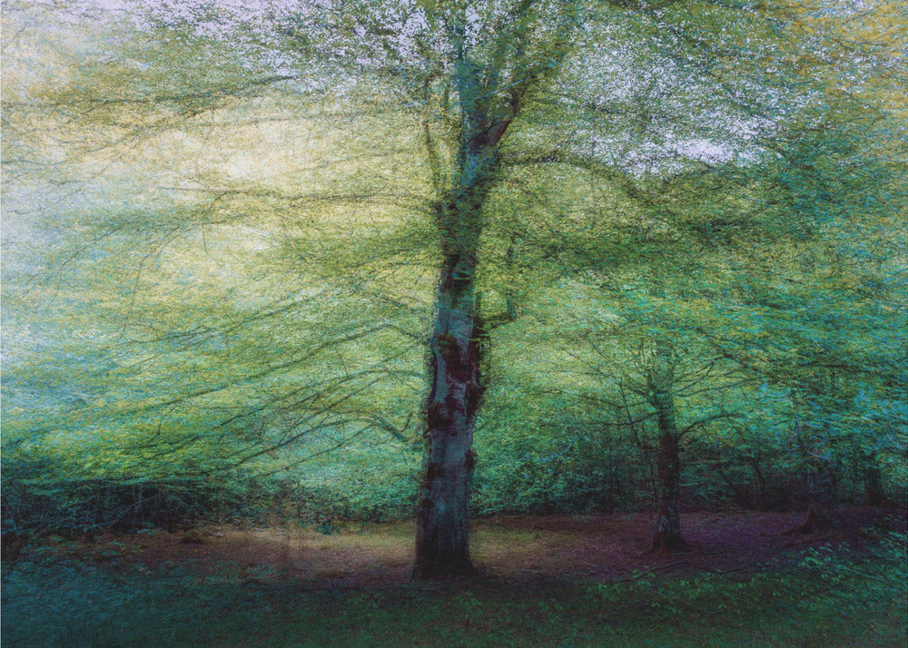 Wald | Tapete