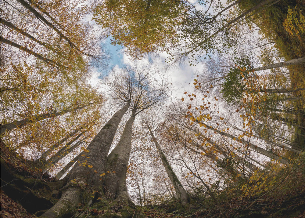 Wald | Tapete
