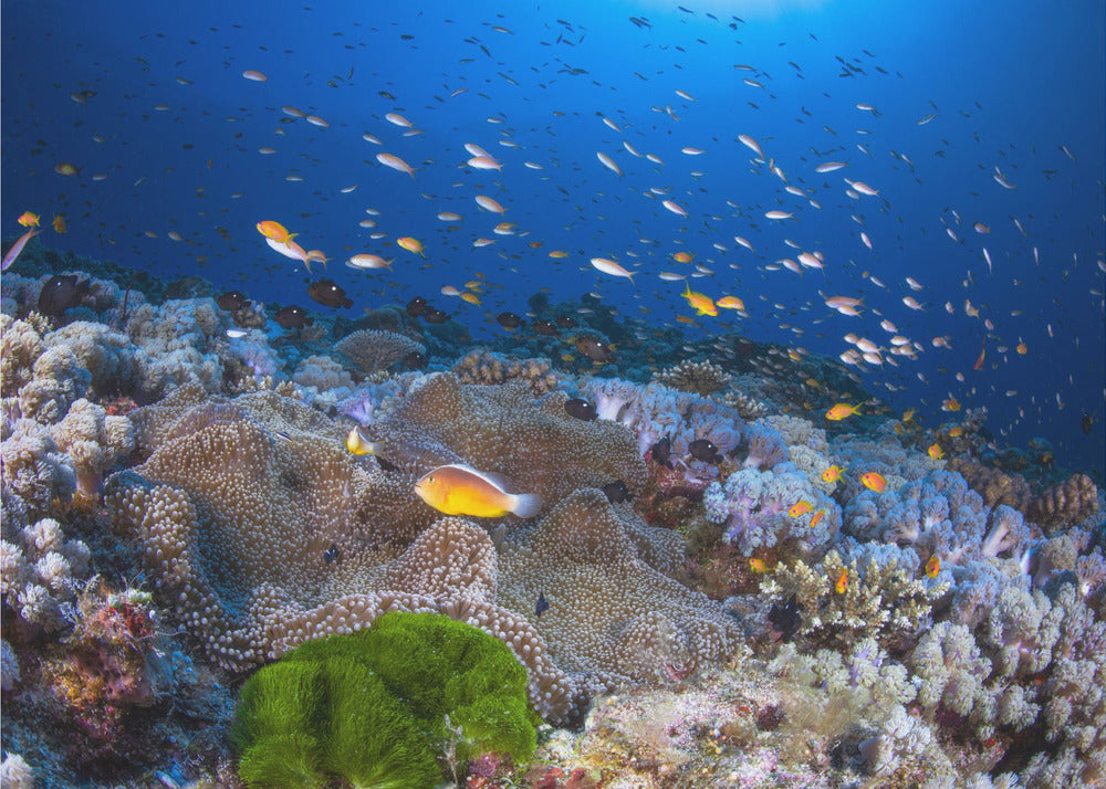 Anemone und Anthias | Leinwand
