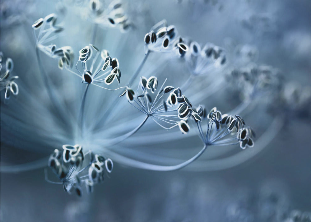 Dill | Canvas