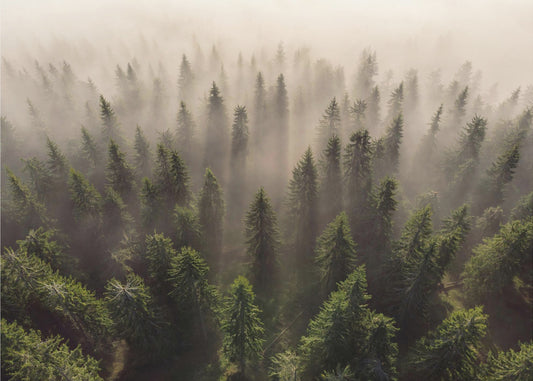 Die Armee der Tannen | Leinwand