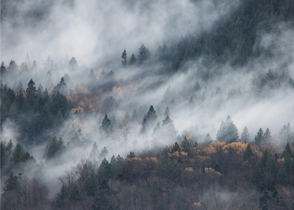 Ein Pfad im Nebel | Hintergrundbild