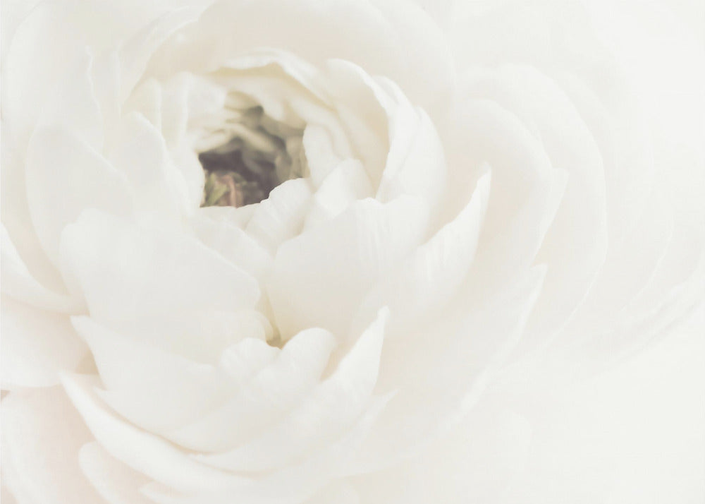 Weiße Blume 02 | Leinwand