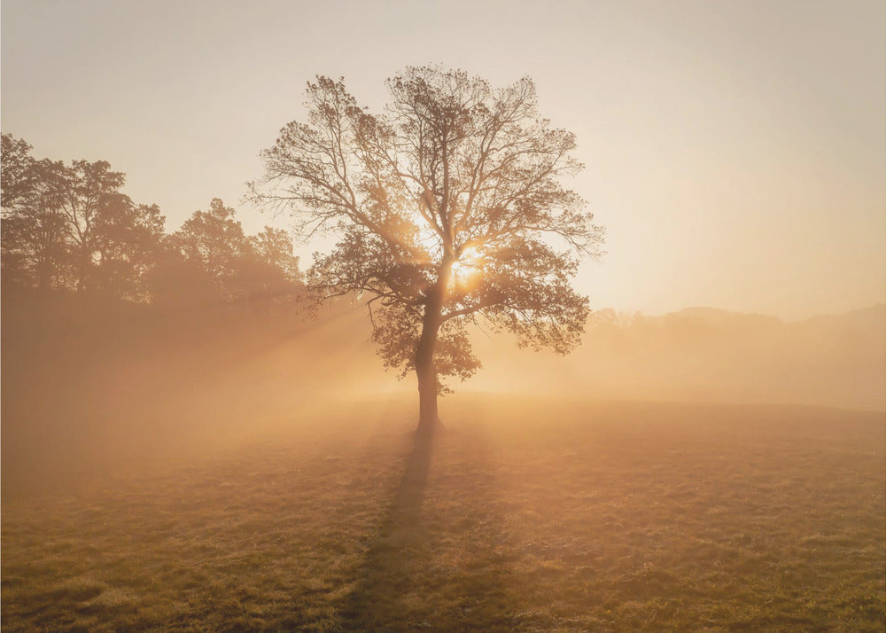 Einsamer Baum | Leinwand