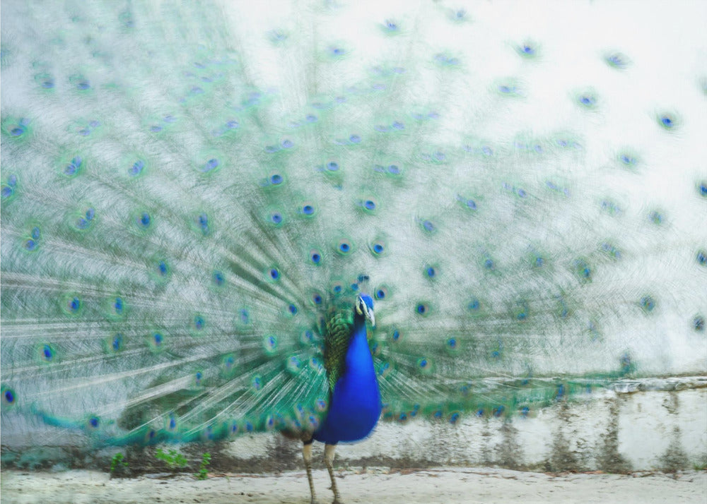 Pfau | Tapete