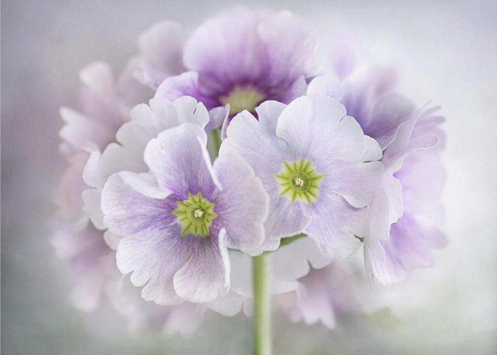 Primula | Leinwand