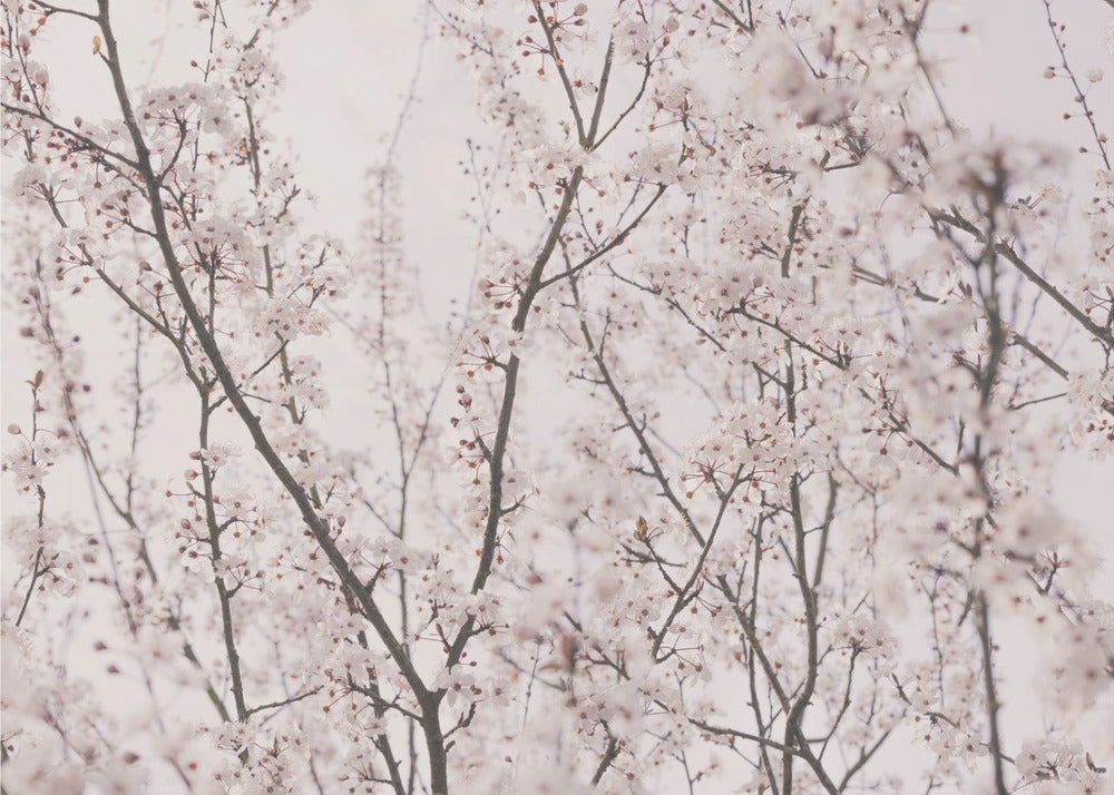 Frühlingsblüten | Leinwand