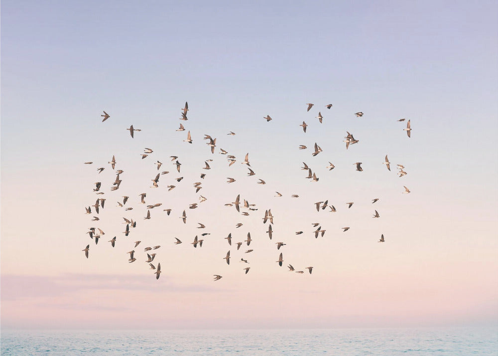 Sonnenuntergangsflug | Leinwand