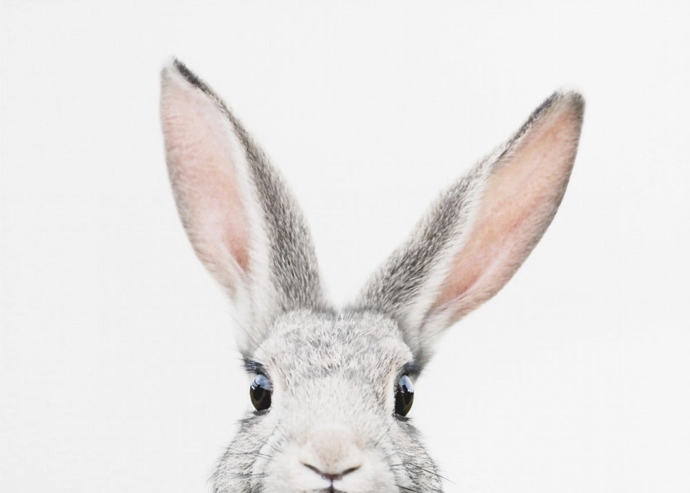 Guckender Hase | Leinwand