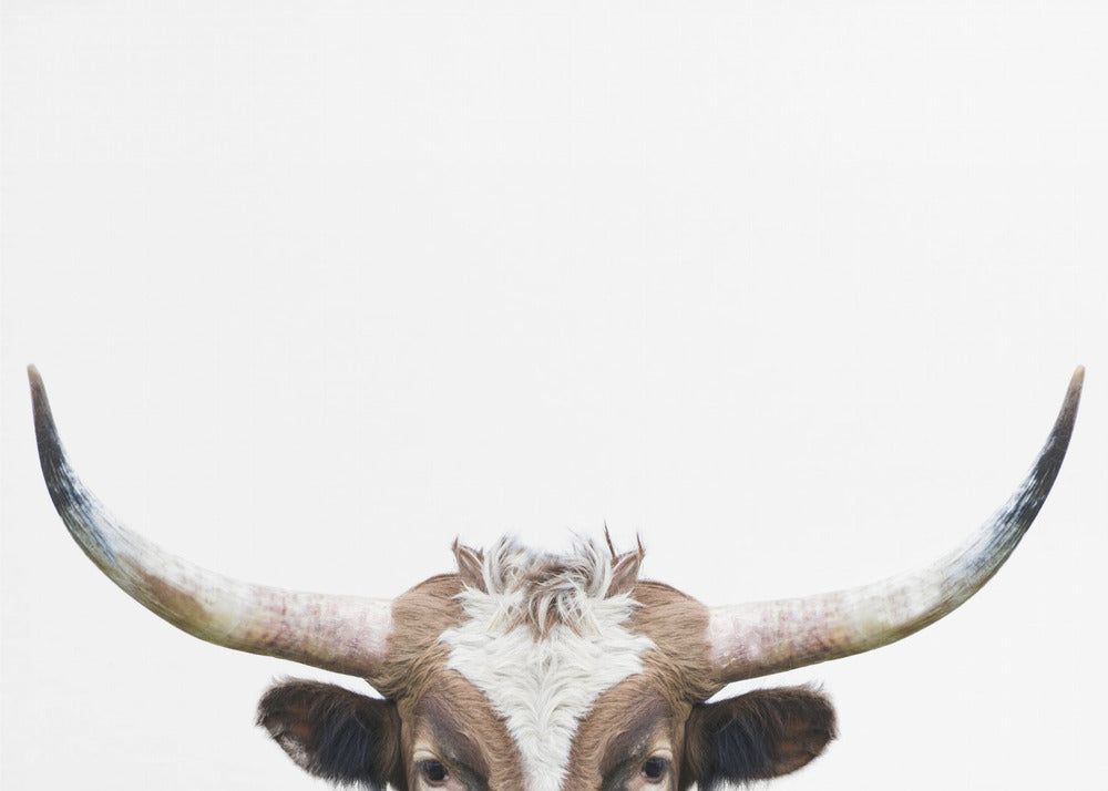 Guckende Longhorn-Kuh | Leinwand