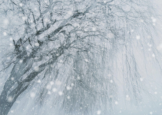 Winter tree | Canvas