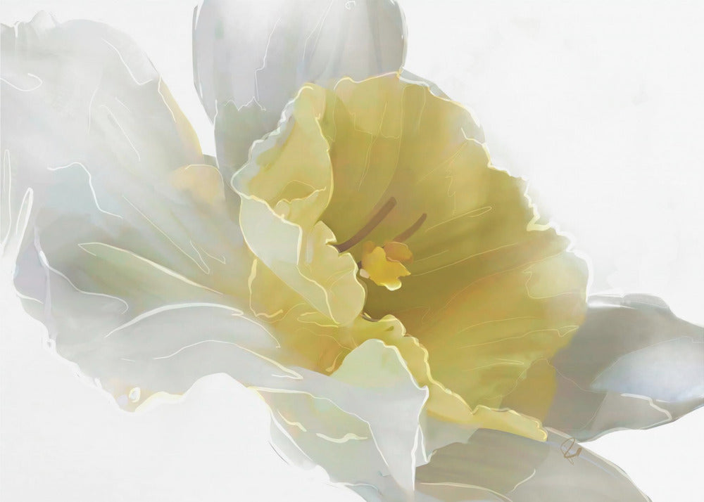 Daffodil | Poster