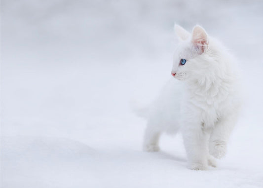 Weiß wie Schnee | Poster