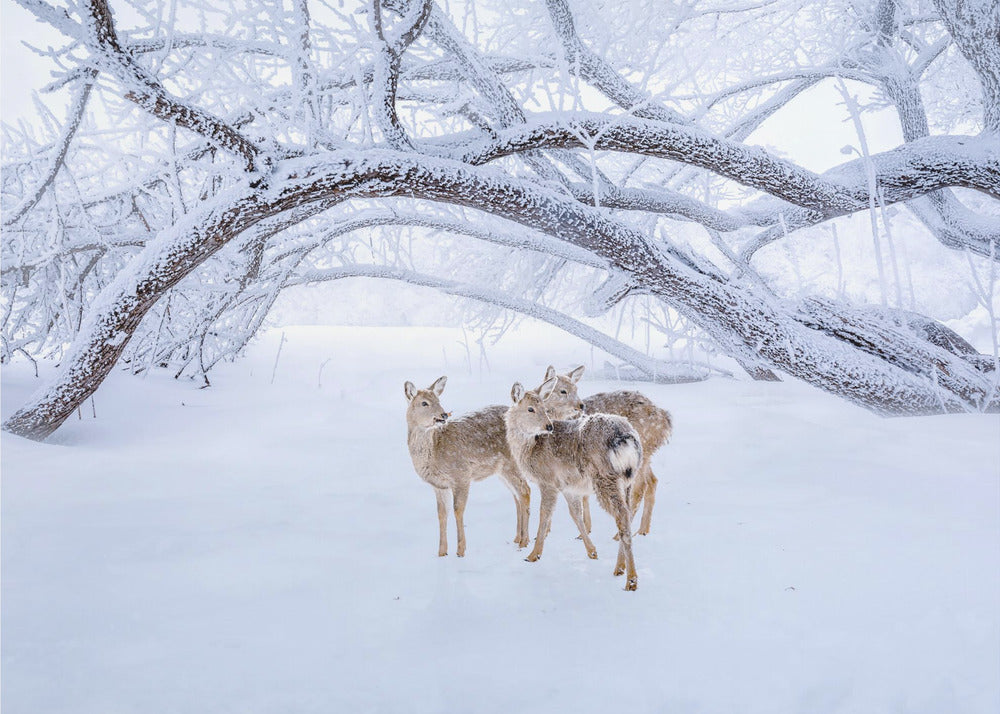 Hirschspaziergang im Schnee | Tapete