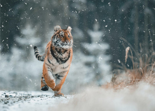 Der sibirische Tiger | Hintergrundbild