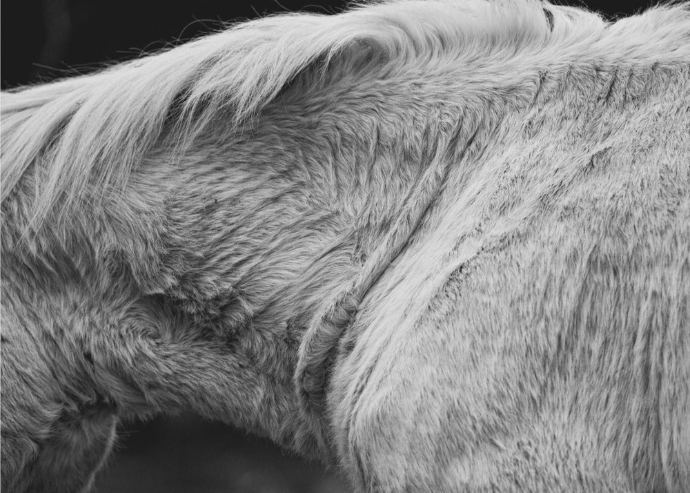 Pferd II | Tapete