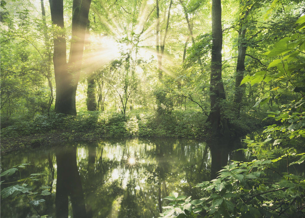 Grüner Park | Tapete