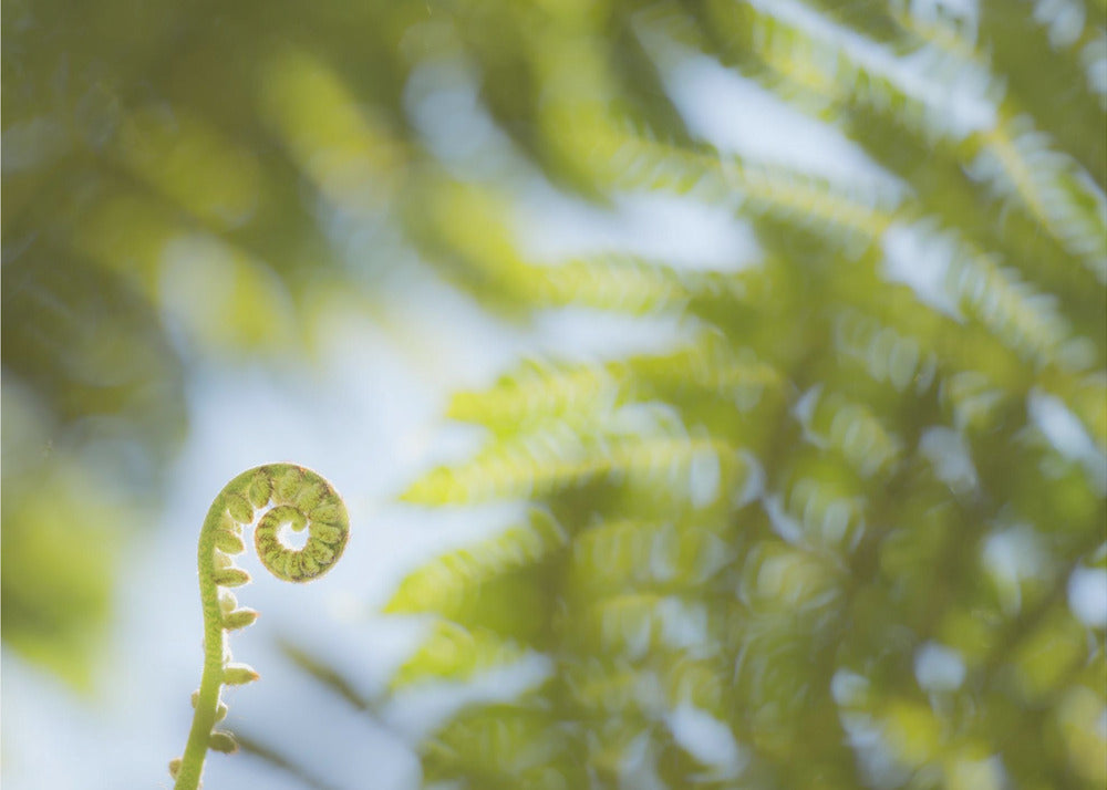 Fern Detail III | Canvas