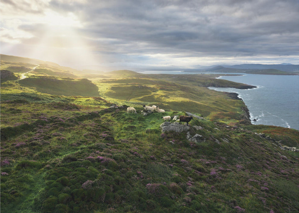 Guten Morgen Irland | Hintergrundbild