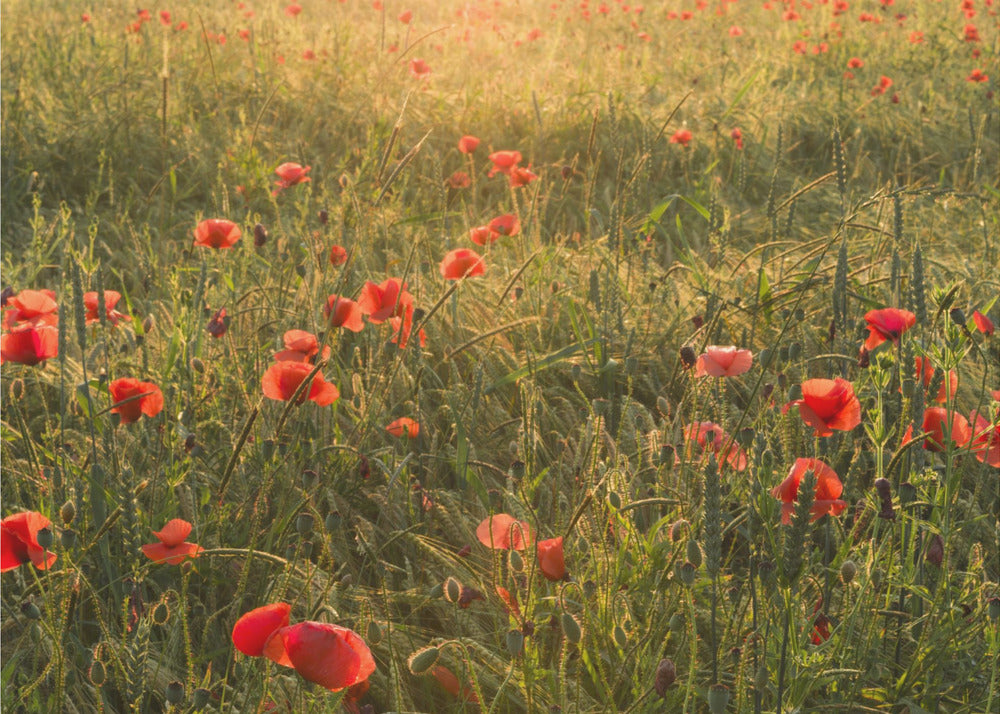 Poppy World II | Poster