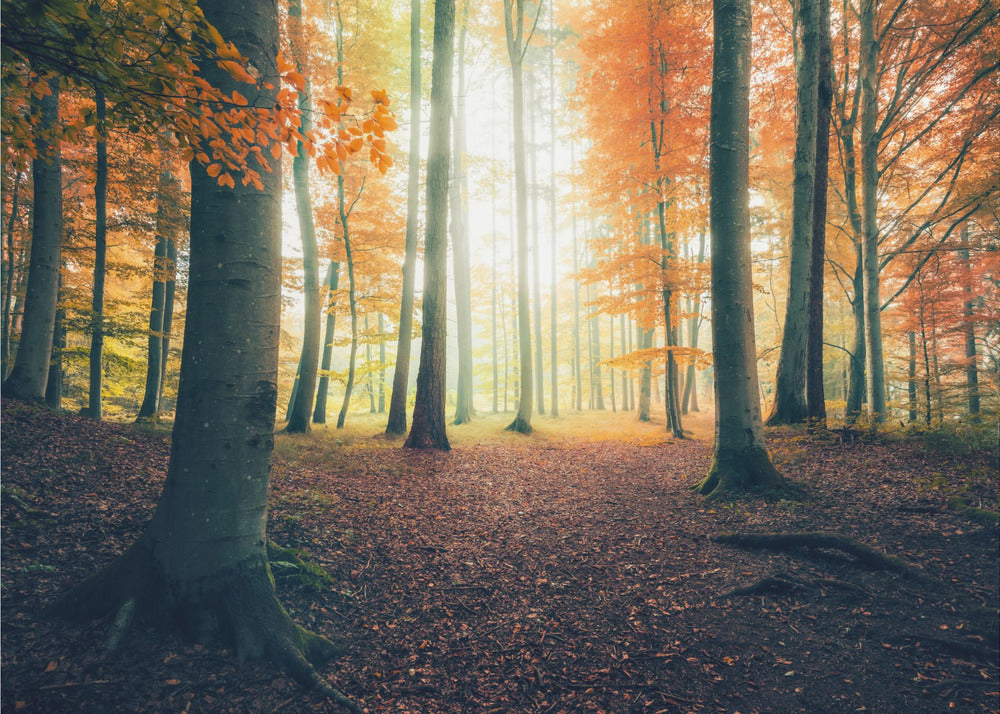 Herbst im Wald | Hintergrundbild
