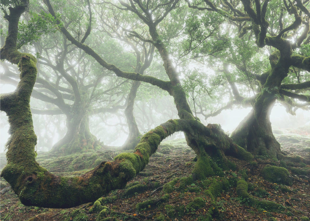 Mystischer Lorbeerwald | Tapete