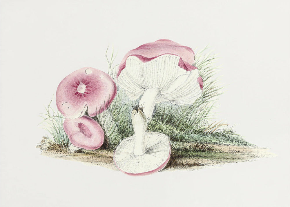 Vintage Russula Emetica Pilz | Leinwand