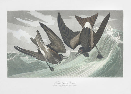 Fork Tailed Petrel From Birds of America (1827) | Poster