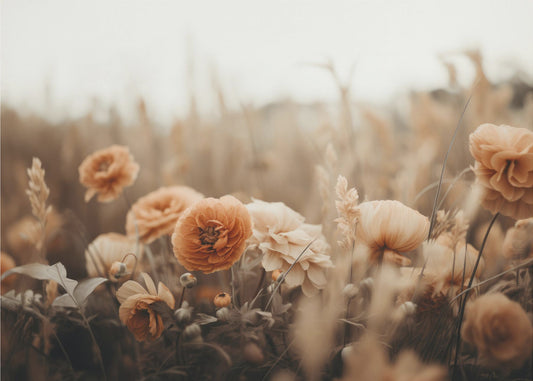 Blütenblätter in Sepia | Poster