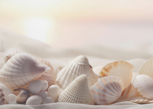 Seashell Serenity | Canvas