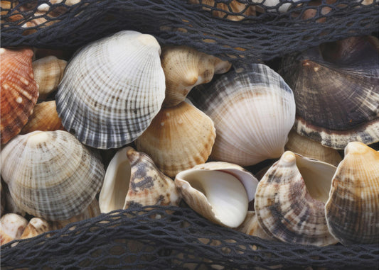 Muschel-Wandteppich | Poster