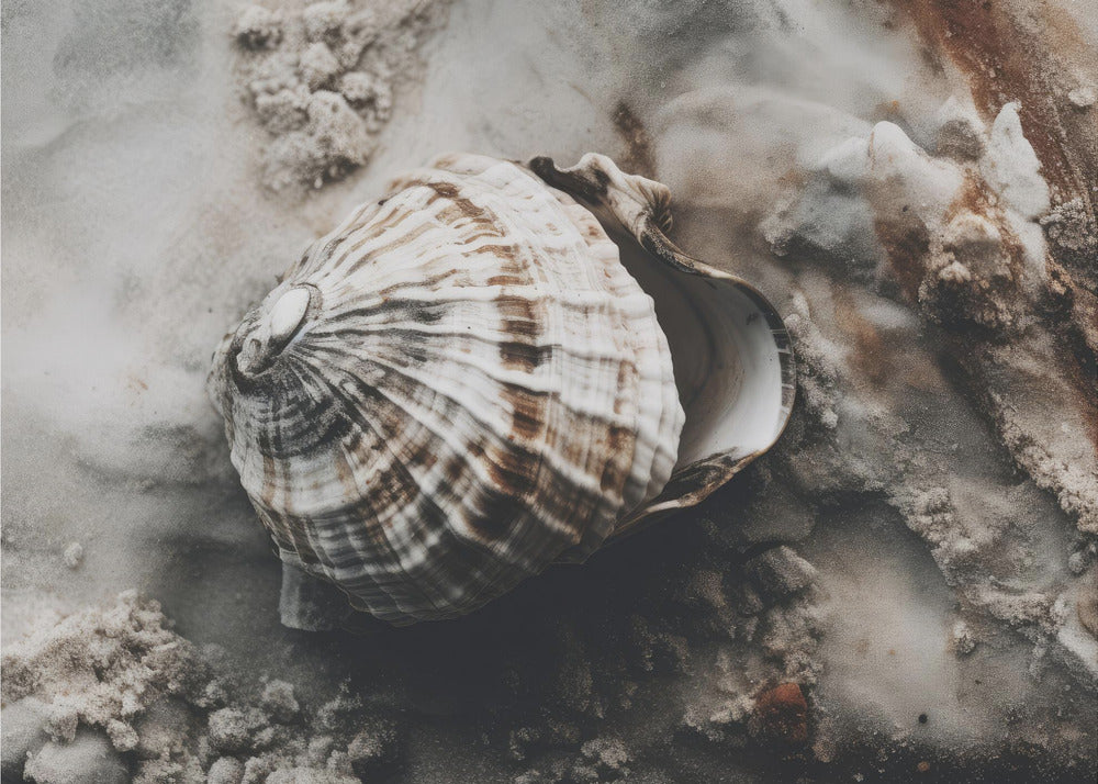 Seashell Serenity | Canvas