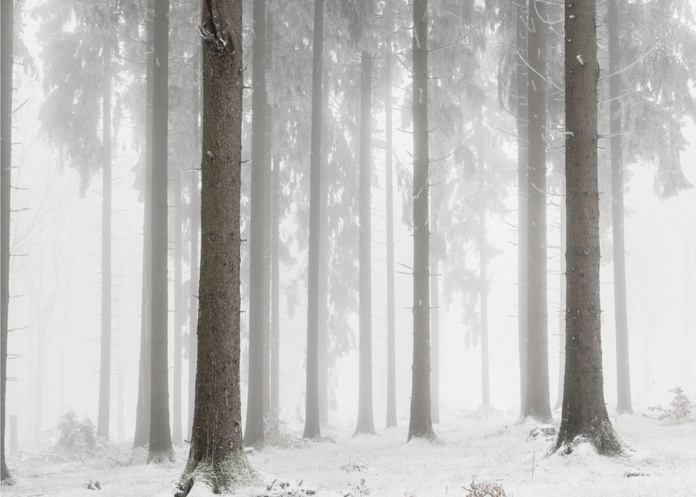 Winterwald | Poster