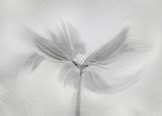 Dancing Cosmos | Canvas