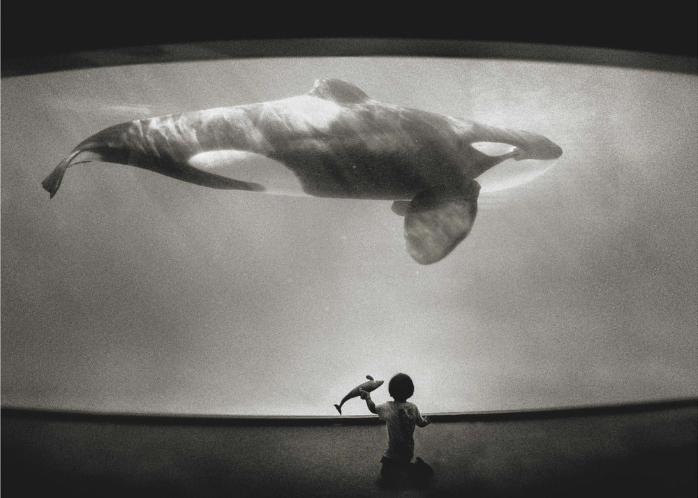 Im Reich des Orcas | Hintergrundbild