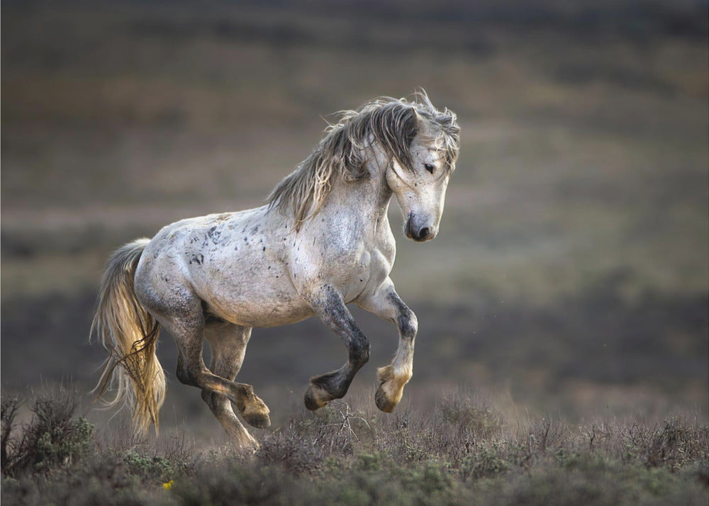 Mustang, Wildpferd / Equus ferus caballus | Tapete