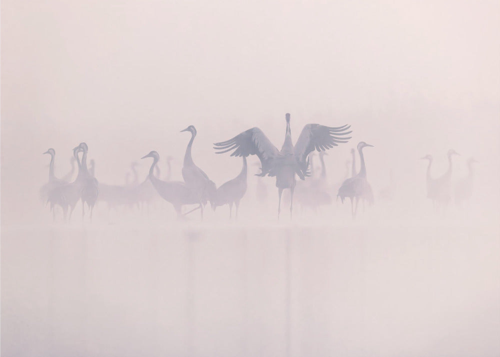 Kraniche im Morgennebel | Hintergrundbild