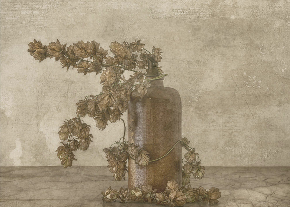 Gemeiner Hopfen 2 | Poster