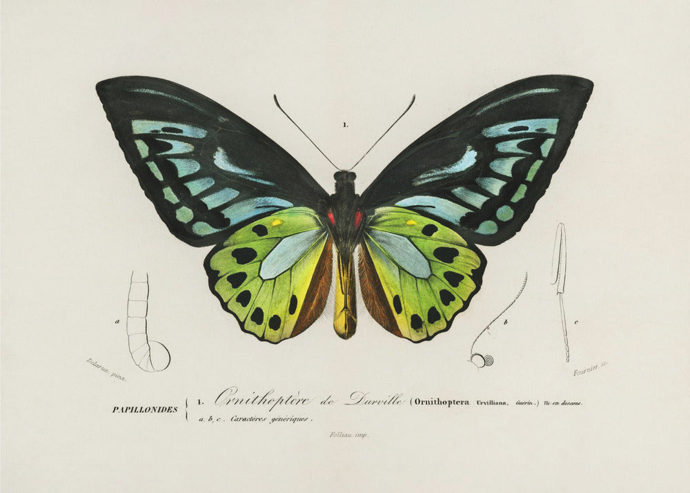Grüner Vogelflügel Schmetterling | Leinwand