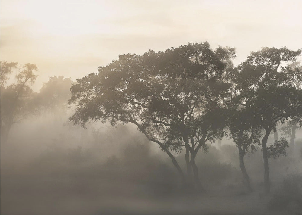 SAVANA SONNENAUFGANG | Tapete