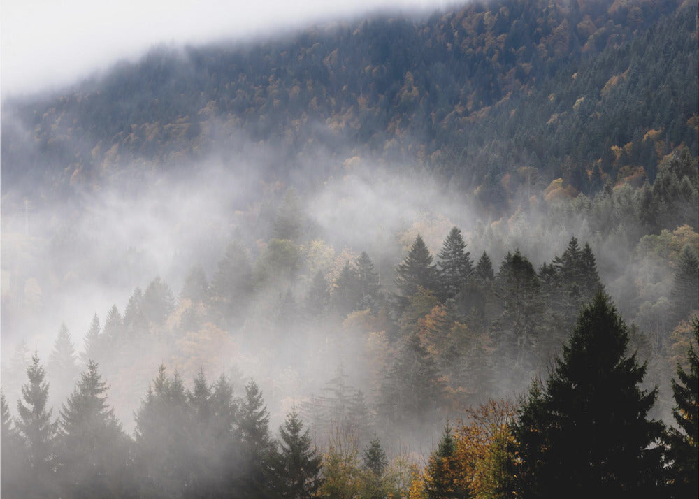 Nebliger Wald 9 | Poster