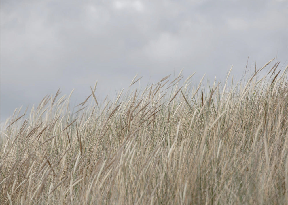 Dünen und Wolken | Hintergrundbild