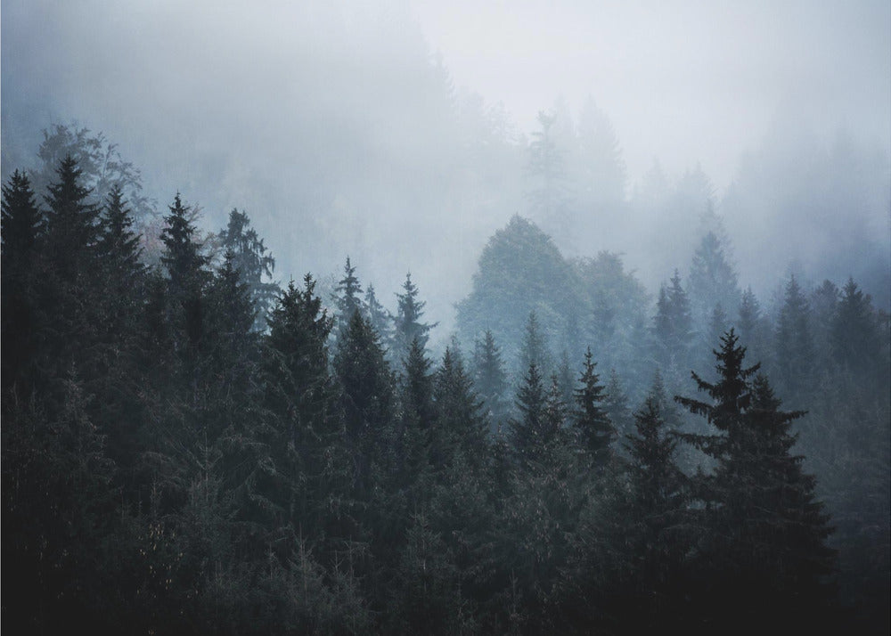 Nebliger Wald 5 | Poster