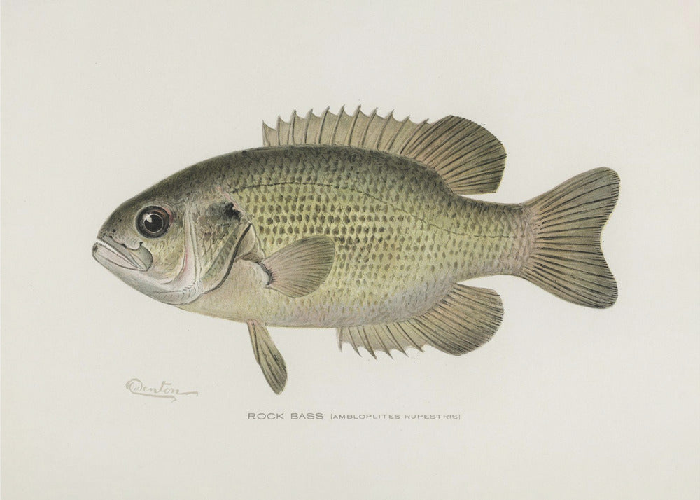 Rock Bass (ambloplites Rupestris) von Sherman F. Denton (1856 1937) | Leinwand