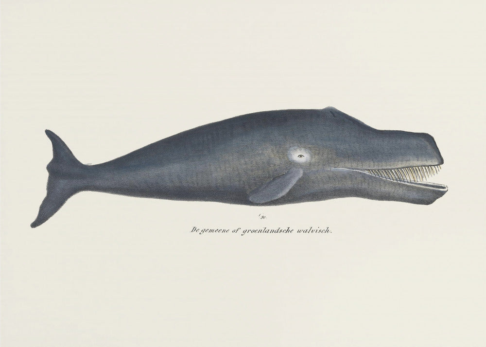 Wal I Antike handkolorierte Meeres-Lithographie 1824 | Leinwand