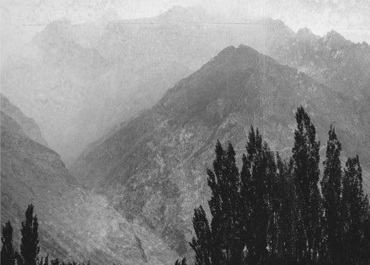 Bäume in den Bergen | Hintergrundbild