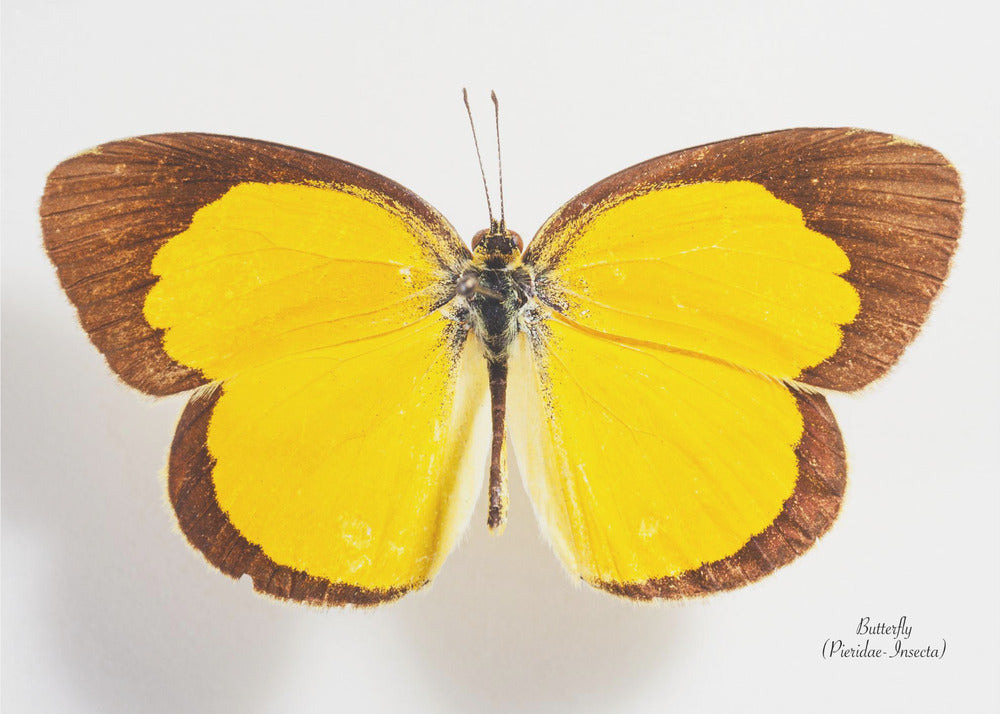 Schmetterling - 2 | Leinwand