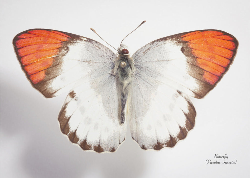 Schmetterling - 3 | Leinwand
